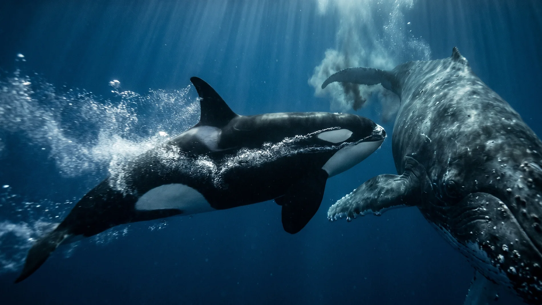 An underwater action photograph of a fast-swimming orca about to ambush and ram a larger whale in the deep ocean.