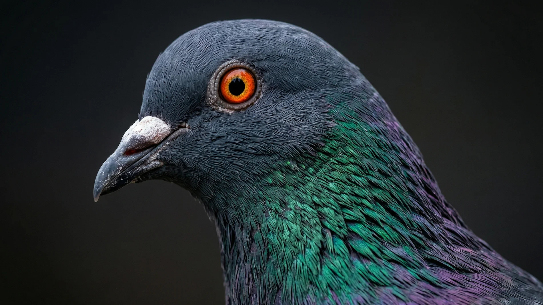 Pigeon Head